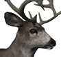 http://otbelvis.thehunter.com/static/img/statistics/animals/mule_deer/mule_deer_male_common.jpg